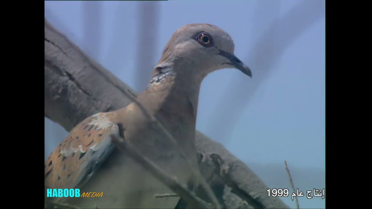 فيلم الطيور قي الكويت 1999