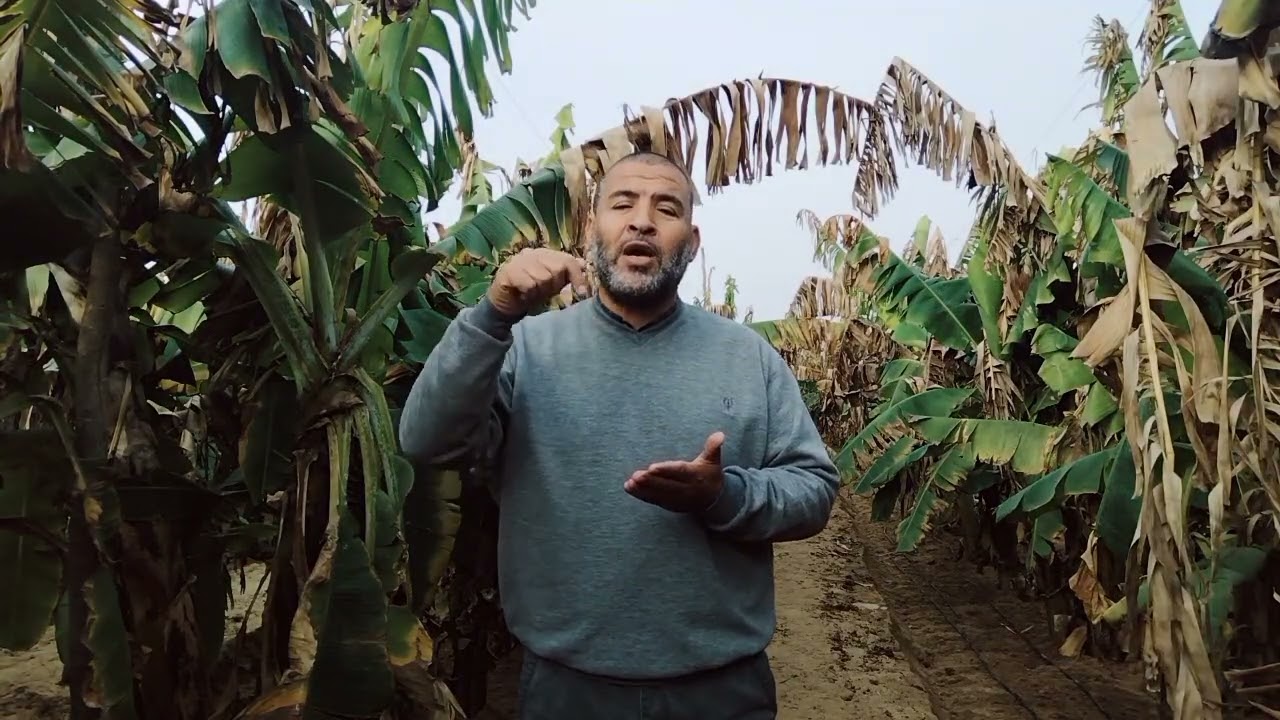 اهم الاعمال الفنيه على محصول الموز فى شهر مارس