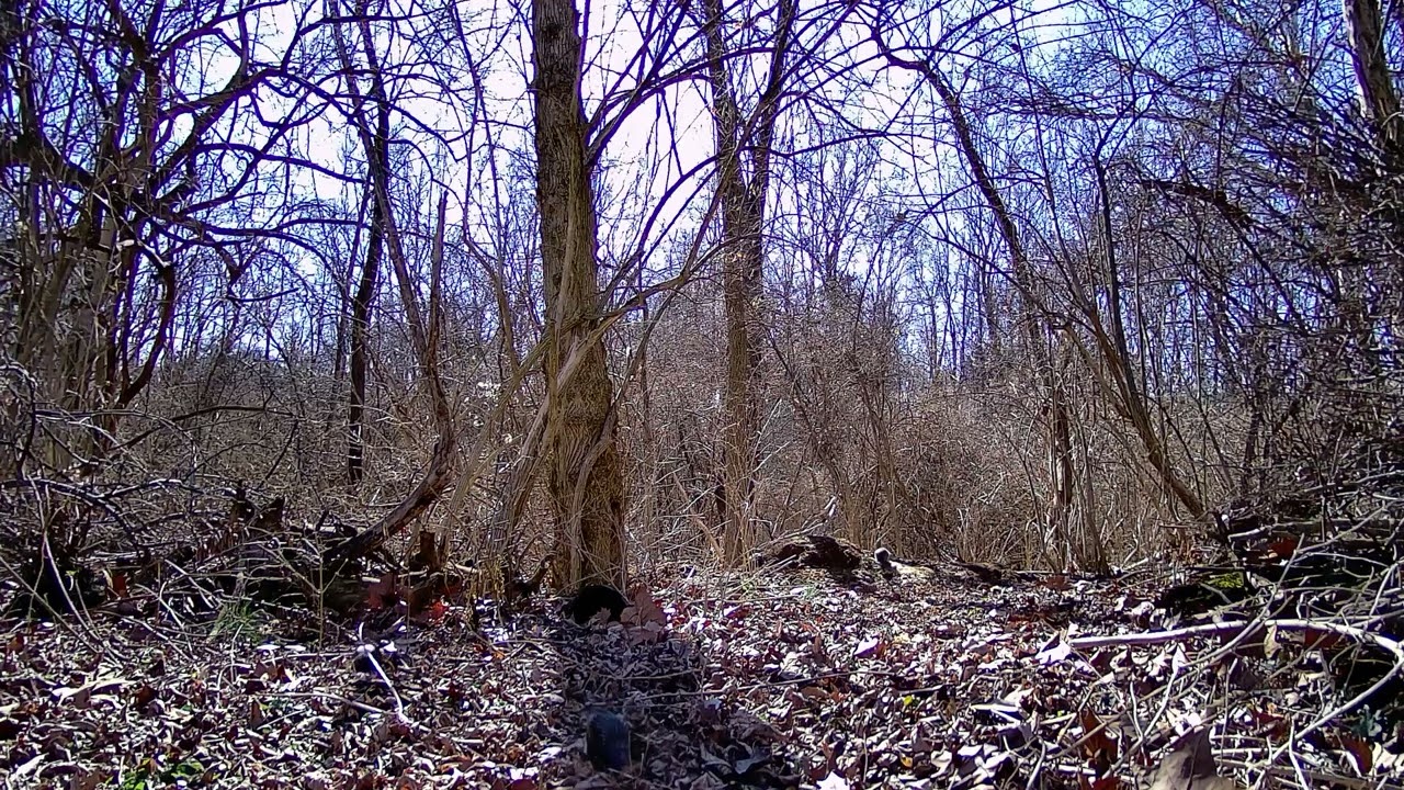 Busy Squirrels and Birds Cavorting