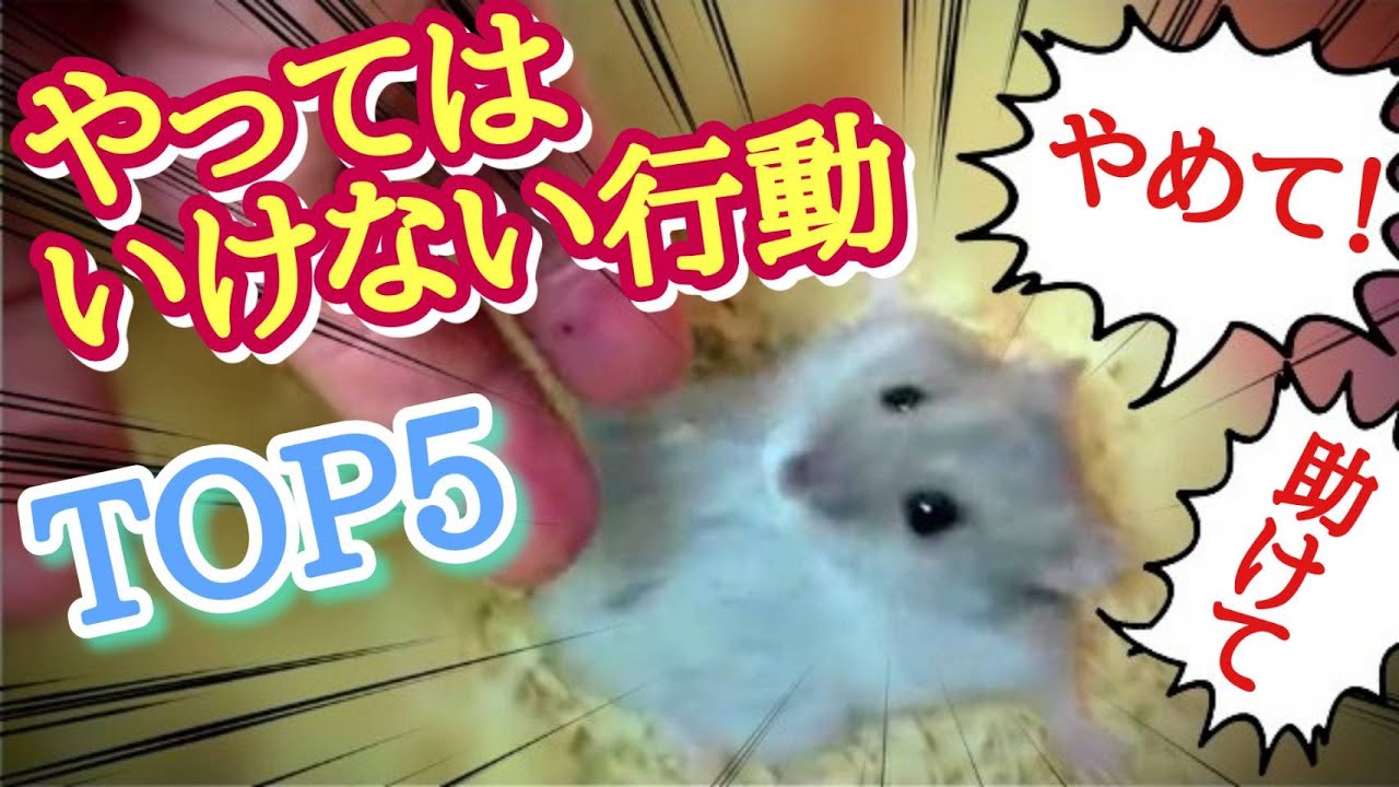 【それ虐待です】ハムスターにやってはいけない行動TOP５
