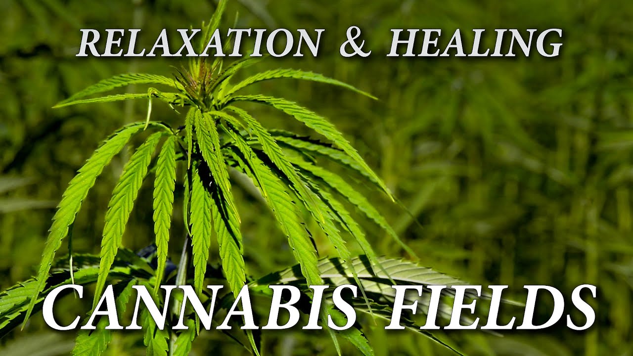 Relaxation on a summer day in the cannabis field. Nature sound and quiet melody. Calm down and relax