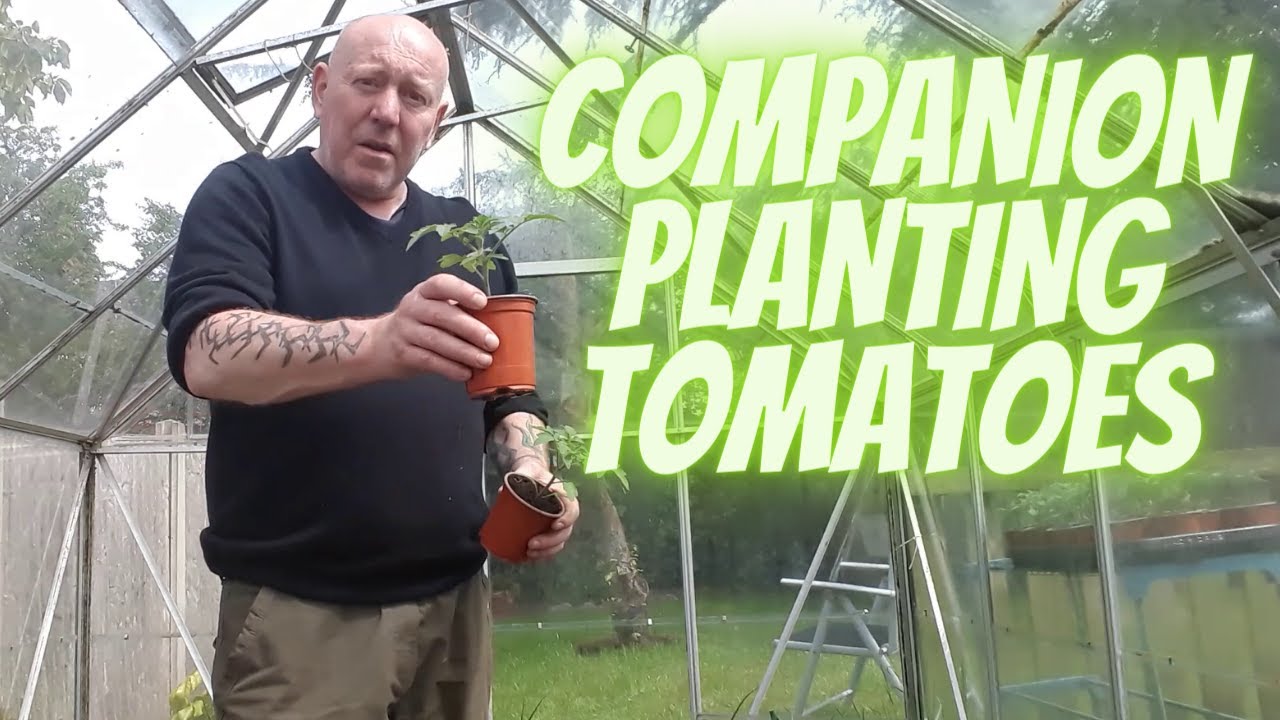 Companion Planting Tomatoes [Gardening Allotment UK] Home Growing Veg & Flowers