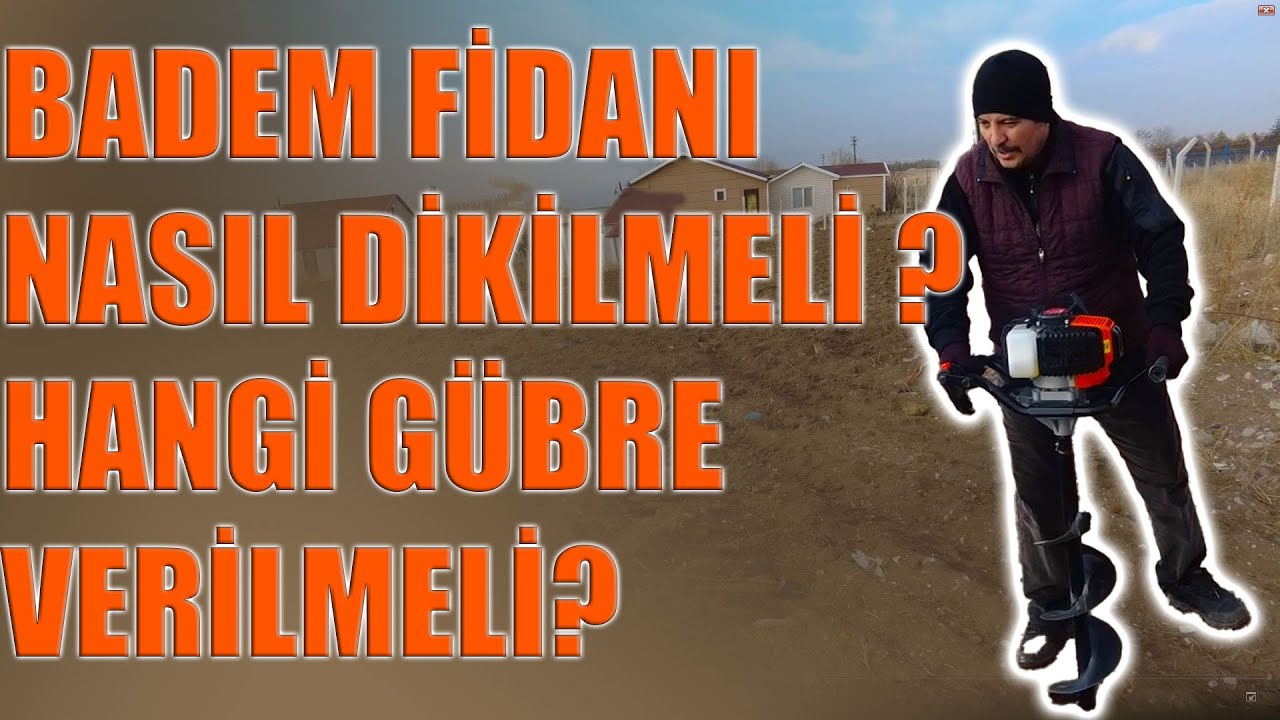 BADEM BABA'DAN DİKİM TAVSİYELERİ. HANGİ GÜBRE VERİLMELİ ? ALTIN DEĞERİNDE BİLGİLER !