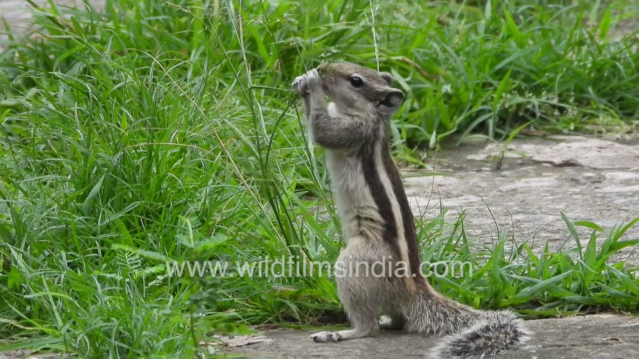 Playful Indian Palm Squirrel Eating Grass & Snatching Cloth | WildFilms India