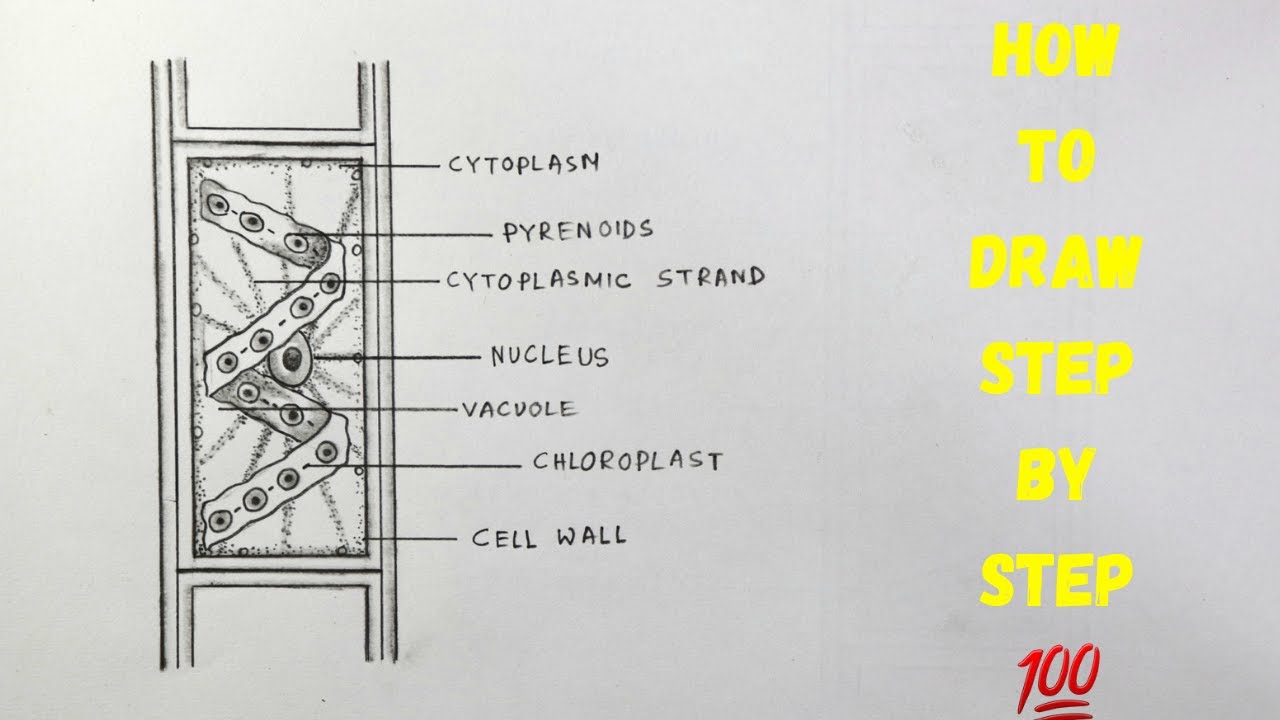 How to draw diagram of spirogyra easily - step by step / Labelled diagram of spirogyra
