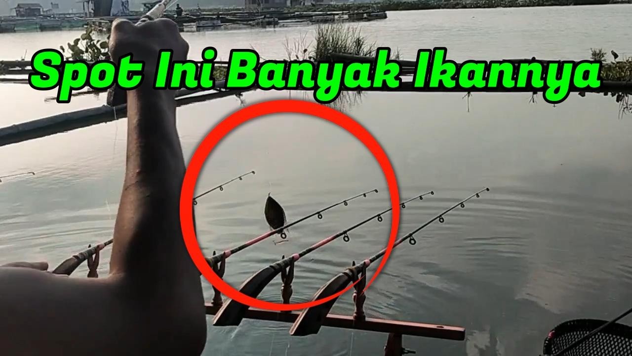 Di Spot Ini Selalu Banyak Ikannya || Mancing Saguling Terbaru