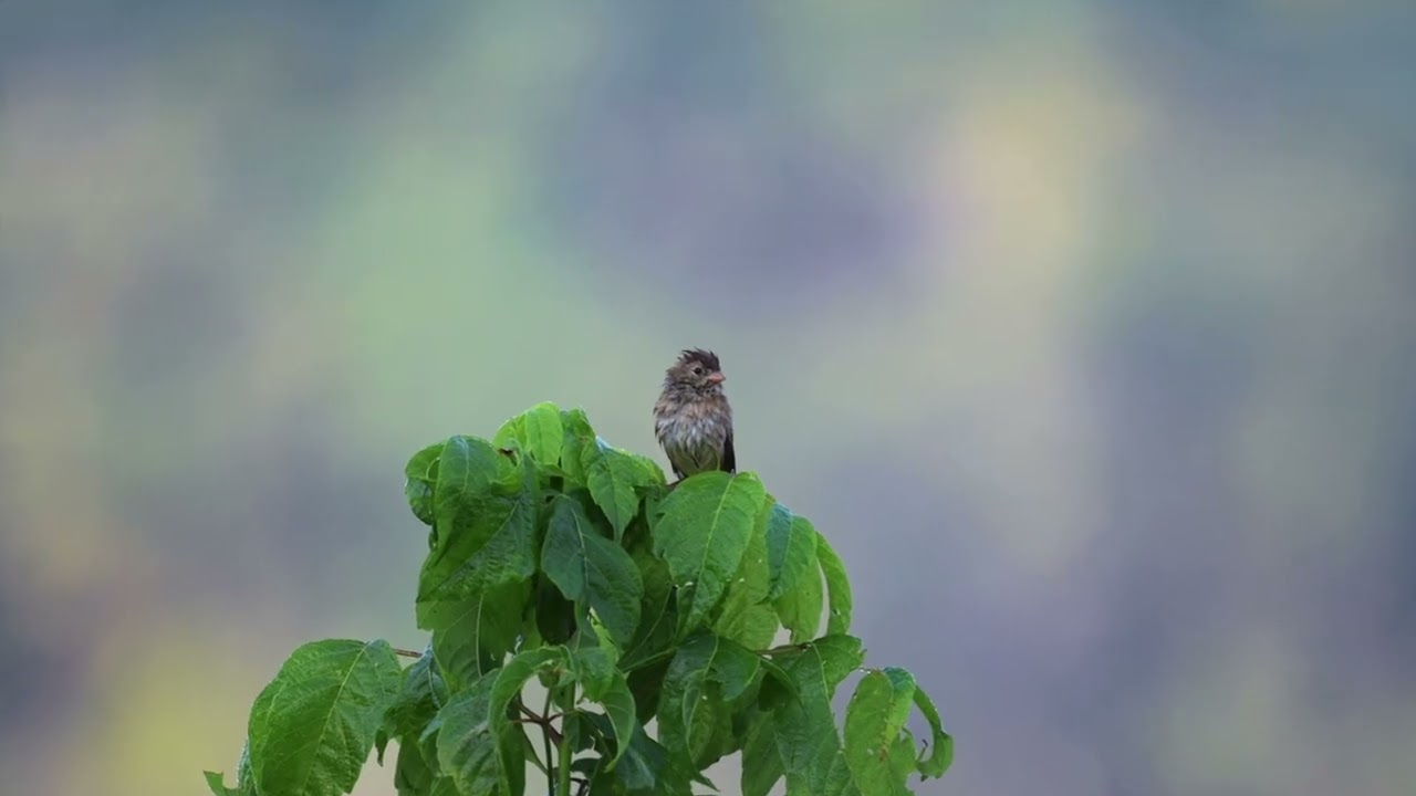 Original - Best-ish Bird Shots 2025