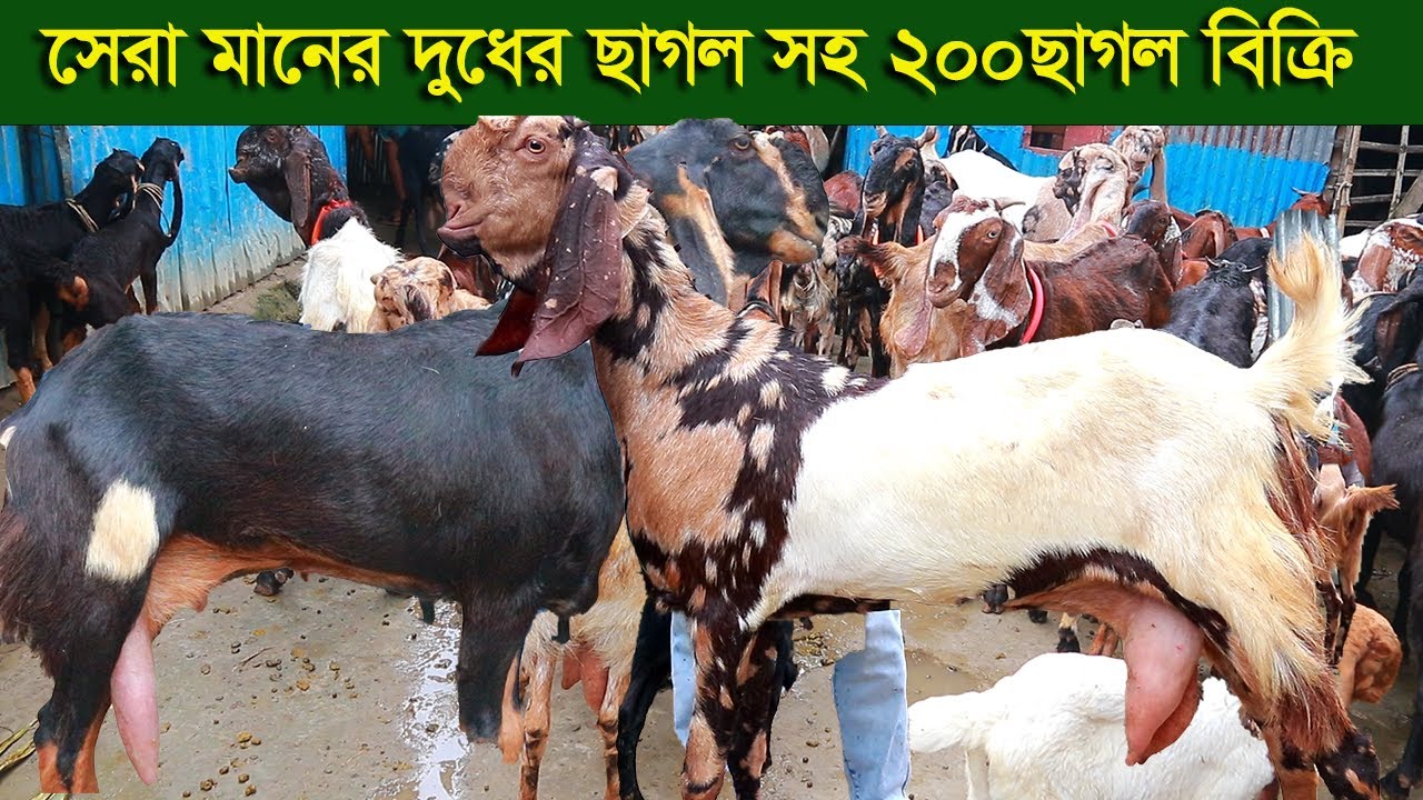 সেরা মানের দুধের ছাগল সহ ২০০তোতাপুরী বিটল ছাগল পাইকারী দামে goat farm