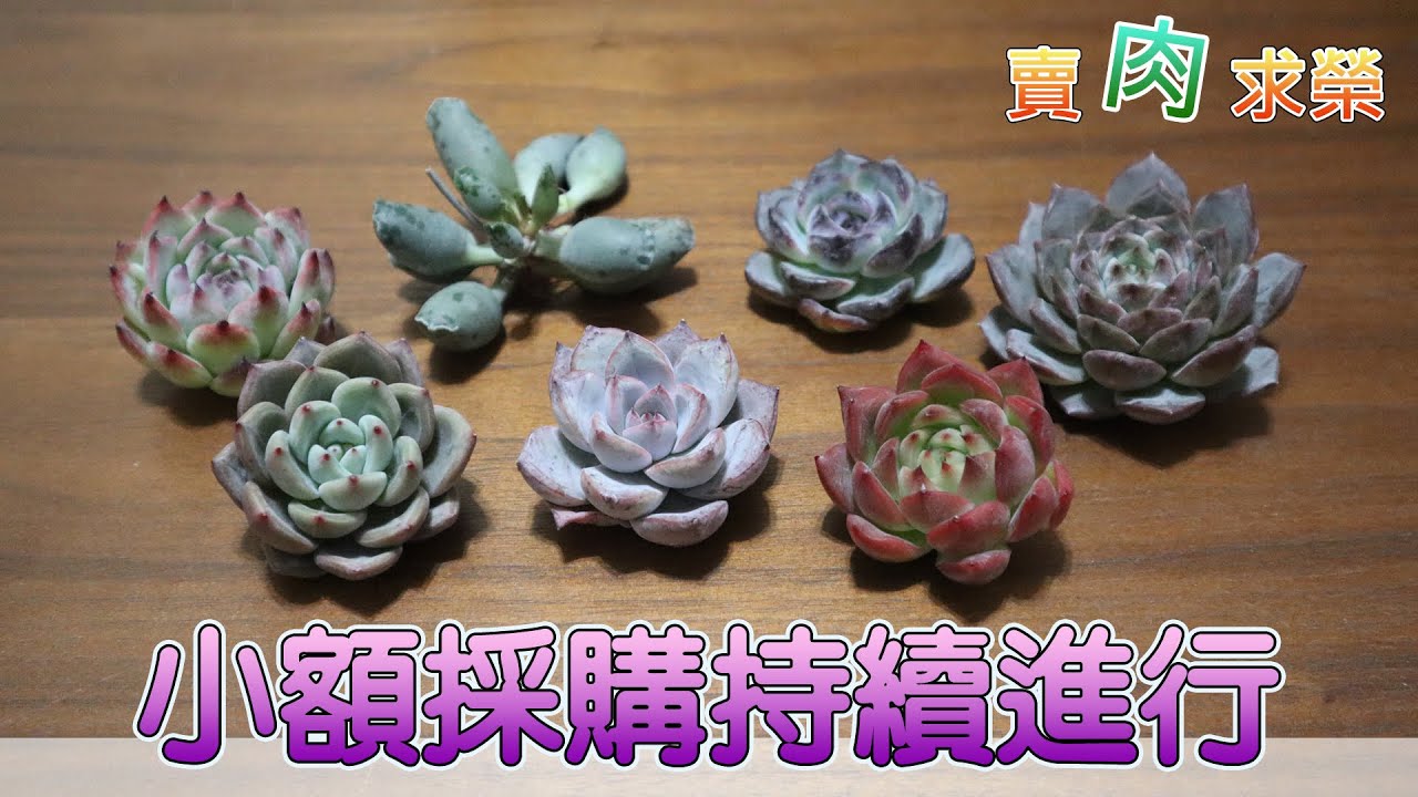 【賣肉求榮】Vol.168 多肉開箱．依舊是小額採購的一單，積少成多很可怕！