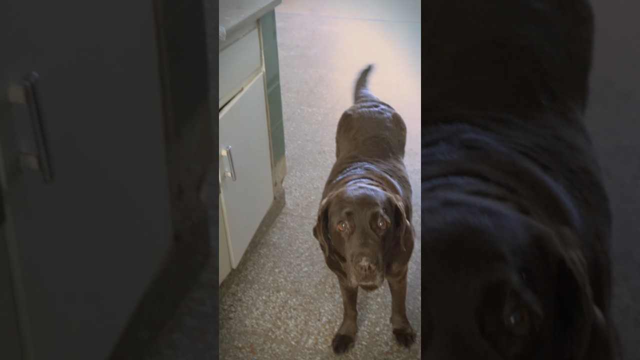Nueva Cocina + Gretta 🐕