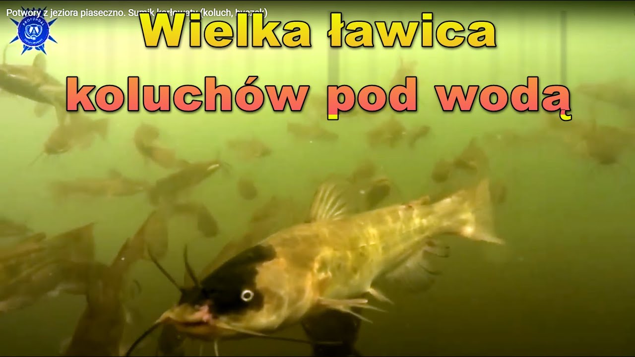 Potwory z jeziora piaseczno. Sumik karłowaty (koluch, byczek)