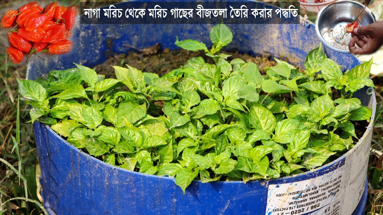 টবে নাগা মরিচের বীজতলা - বোম্বাই মরিচ থেকে চারা তৈরি করার নিয়ম - Chili Seedbed