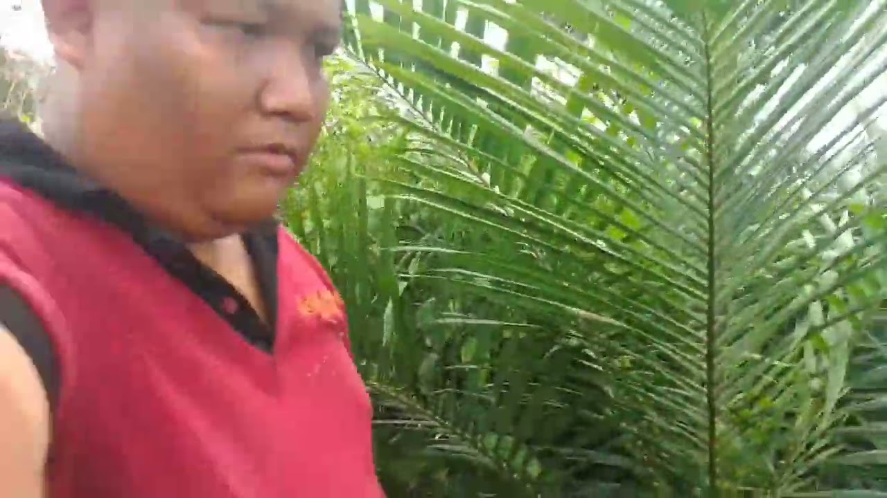 PPKS 540 DI KEBUN RIDHO AKBAR UMUR 8 BULAN TANAM, UMUR BIBIT 12 BULAN, TEBAS & SEMPROT ⛔⛔⛔
