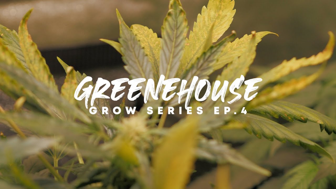 Growing Weed using a Mars Hydro Ts1000 and Growers Choice Seeds