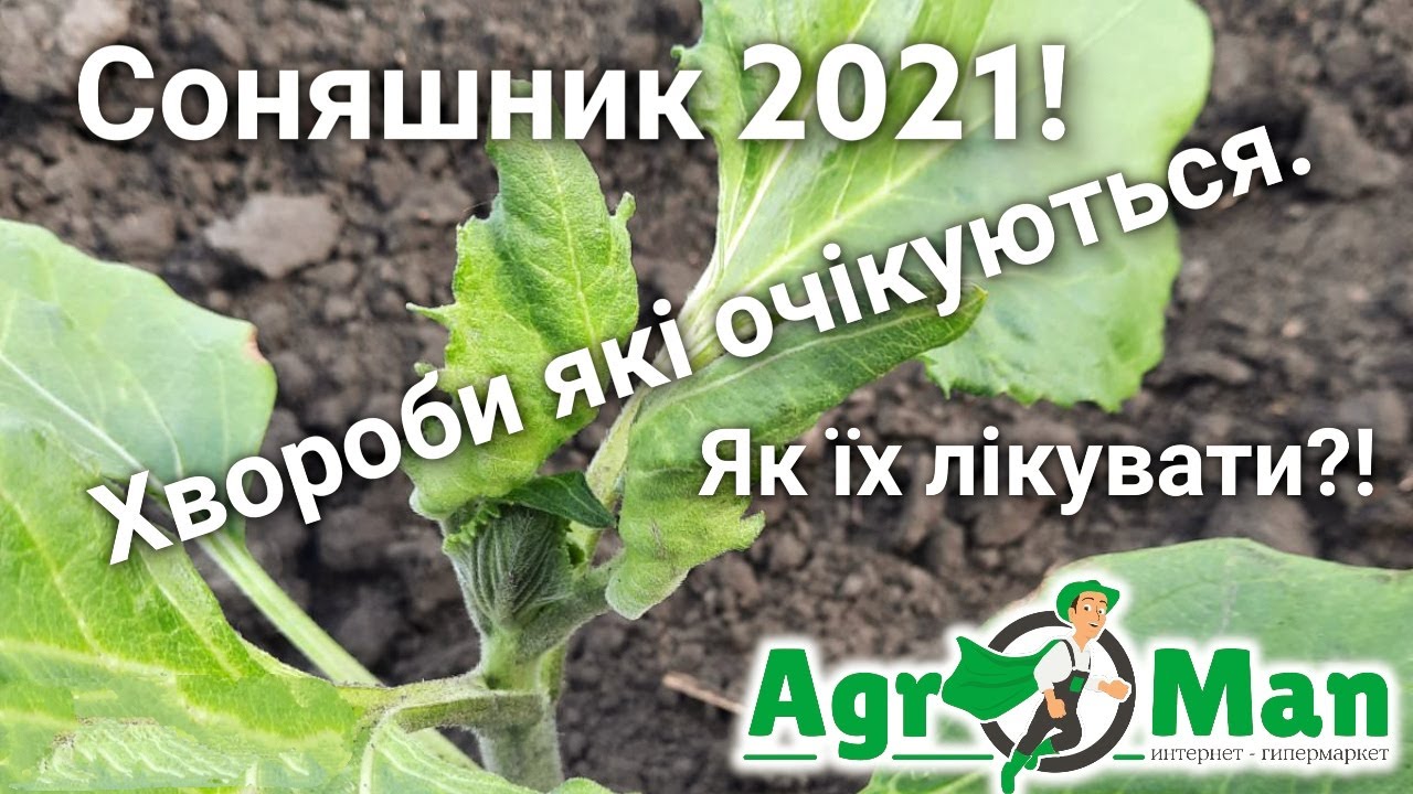 Соняшник 2021 -Септоріоз, Переноспороз. Хвороби які очікуються. Як їх лікувати 1 ч.