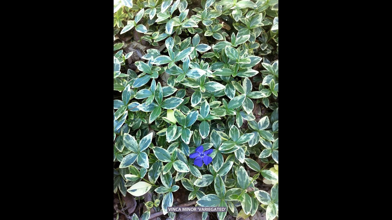 Vinca minor 'Variegata' - Variegated Periwinkle