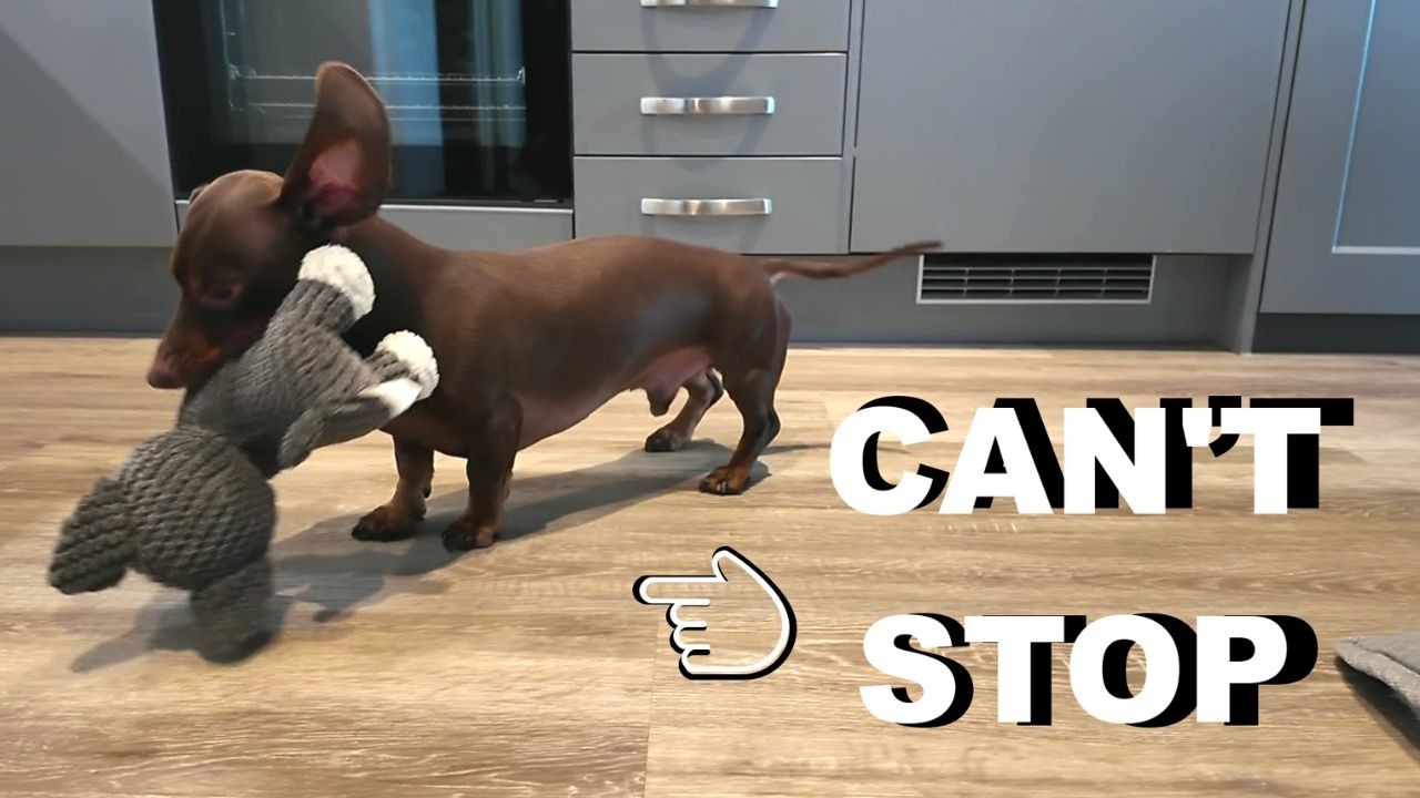 👉My Dachshund Is Obsessed With This Toy #Dachshund #funny #dog #cute #fun #wienerdog #doglife #puppy