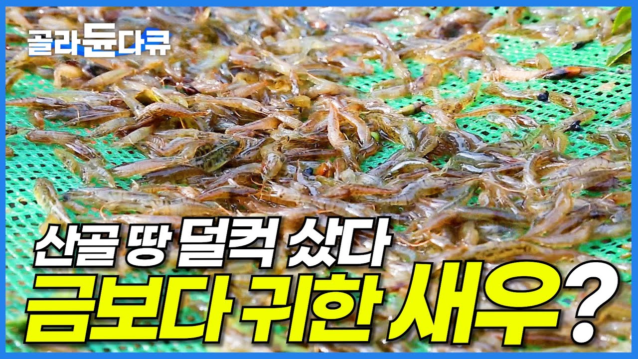 바구니 물에 담갔다 빼면 20만 원. 무려 일반 새우 10배 가격이라는 토하 양식장│미스터리 휴먼다큐│#골라듄다큐