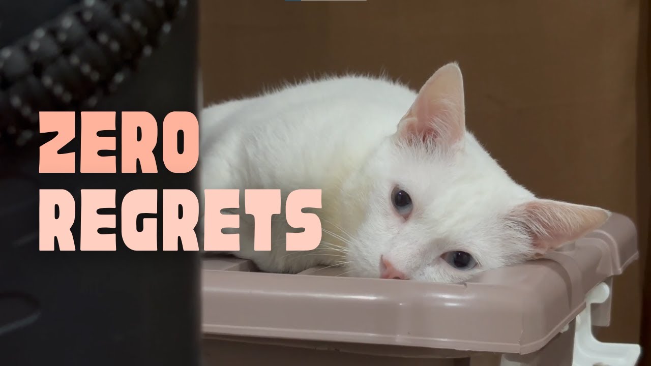 #6 — Vet Visit & Thailand Trip Cancelled 😢