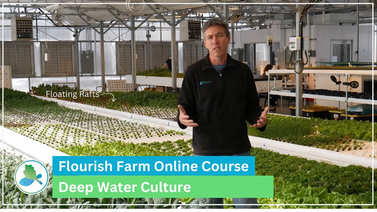 Growing Aquaponic Plants in Deep Water Culture (DWC)