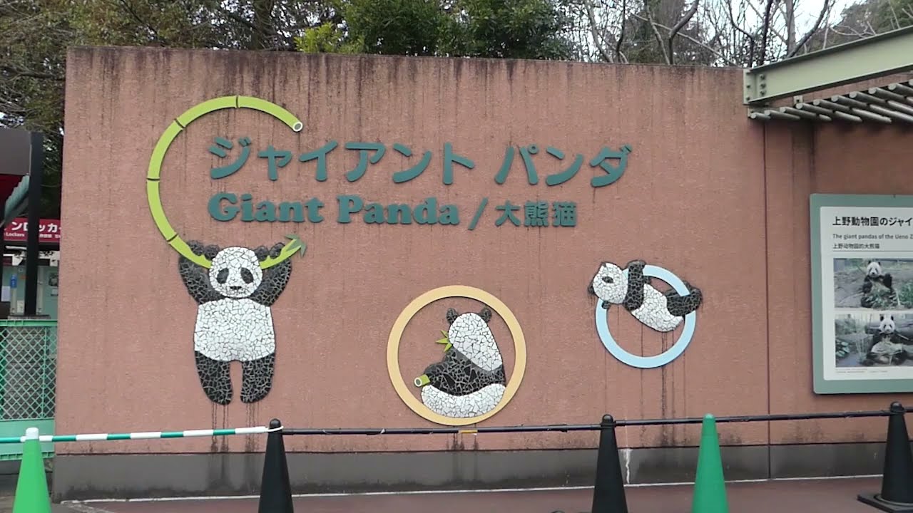 2月19日（日）朝のシャンシャンのようす①：上野動物園