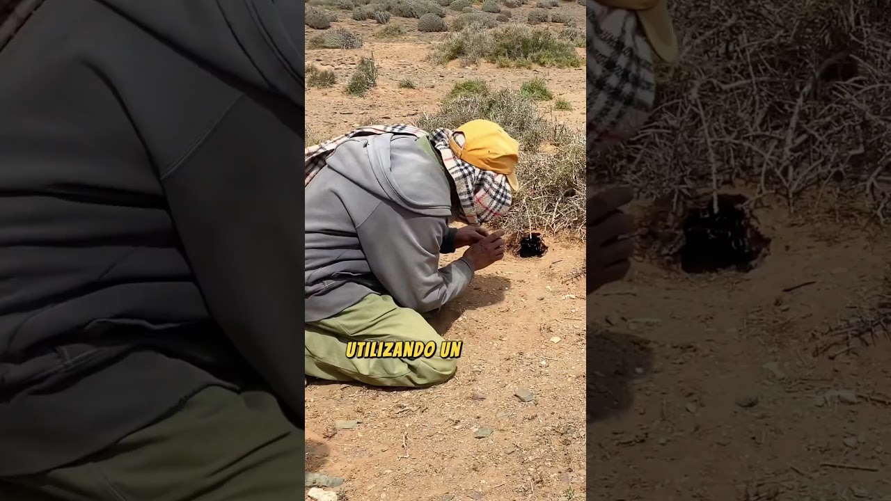 Buscando la serpiente venenosa m&aacute;s temida de &Aacute;frica #serpiente #morocco #reptiles