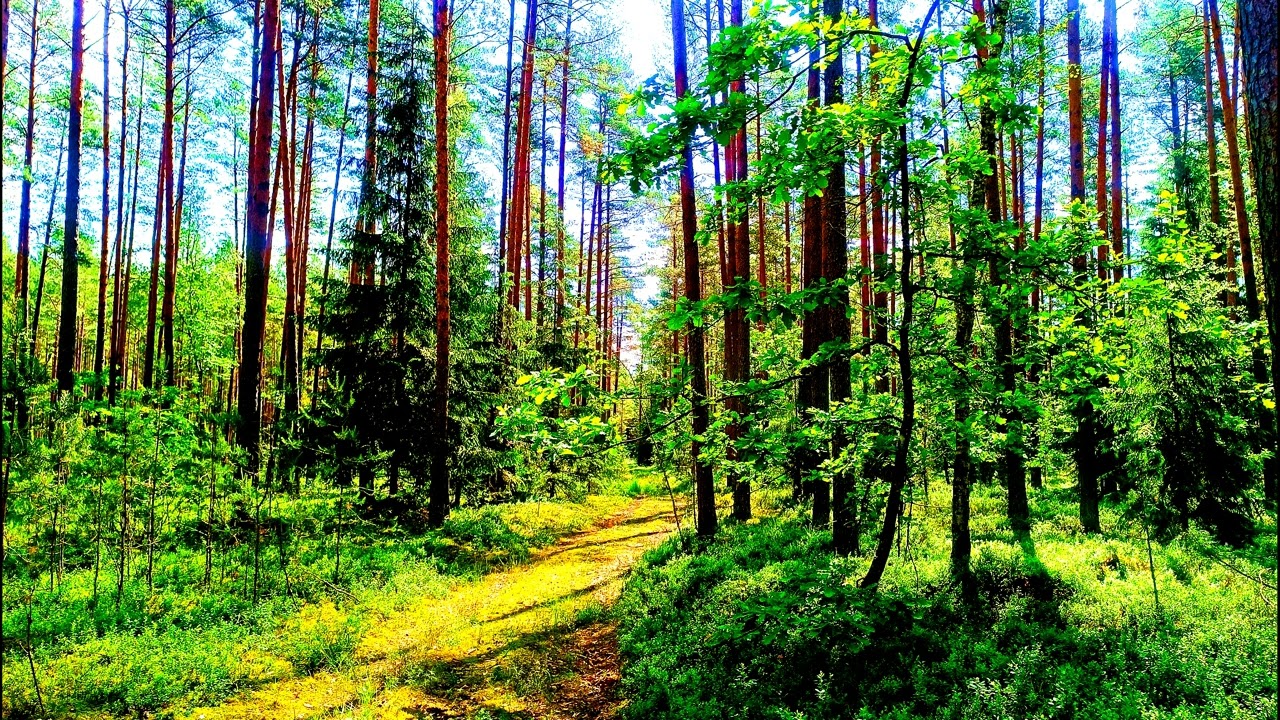 Спокойное пение птиц в глубине леса 🌿 Природная атмосфера для релаксации