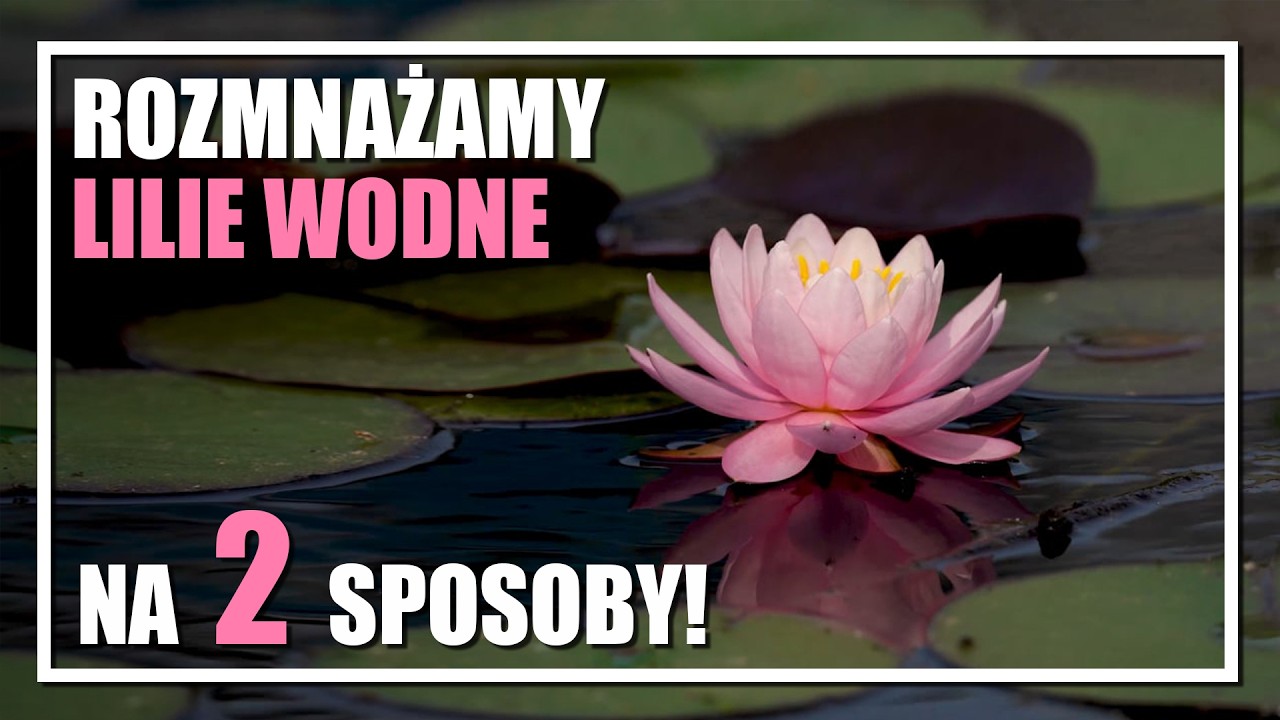 DWIE METODY ROZMNAŻANIA LILII WODNEJ, GRZYBIENIA - instrukcja
