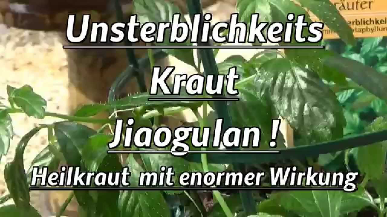 Kraut der Unsterblichkeit ! Jiaogulan ! Heilkraut mit Wirkung ! Gesundheit