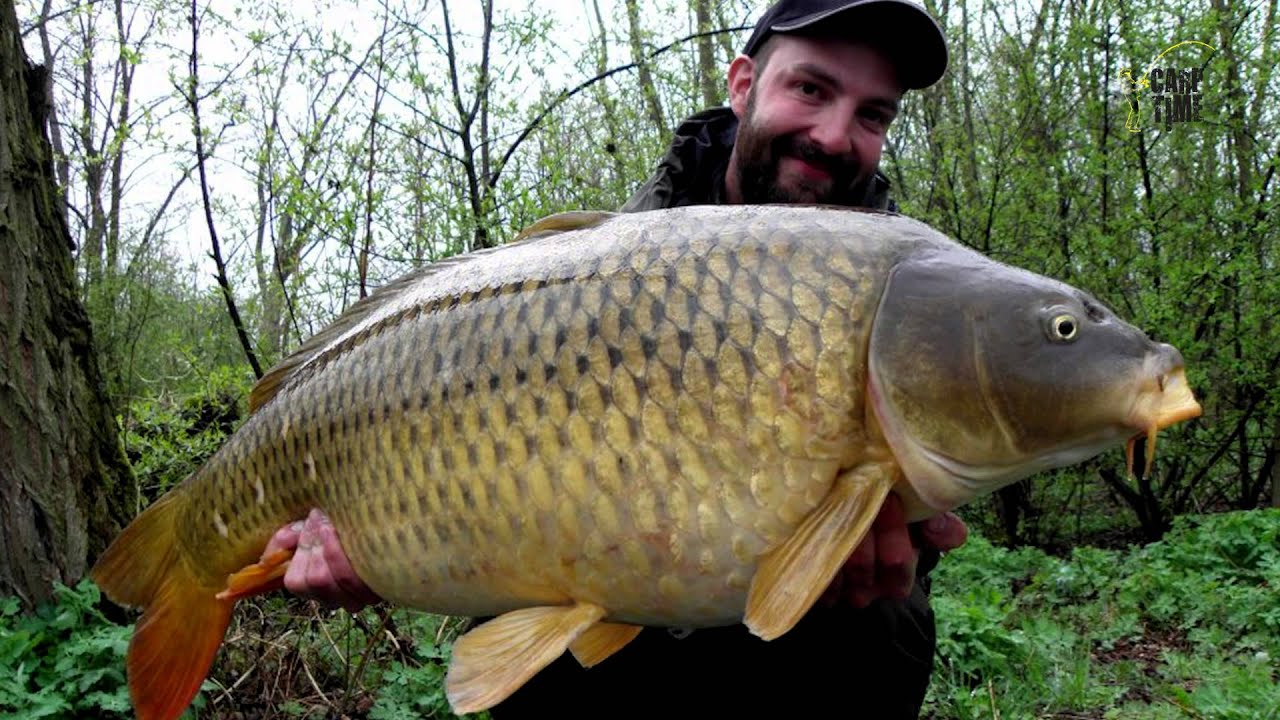 CARP TIME IV.