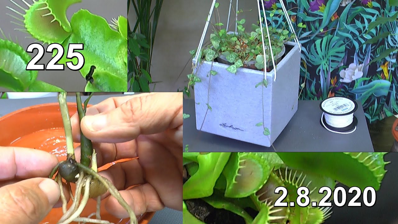 Zimmerpflanzen ZZ Glücksfeder Anzucht und Pflege Leuchterblume aufgehängt und Venus Fliegenfalle