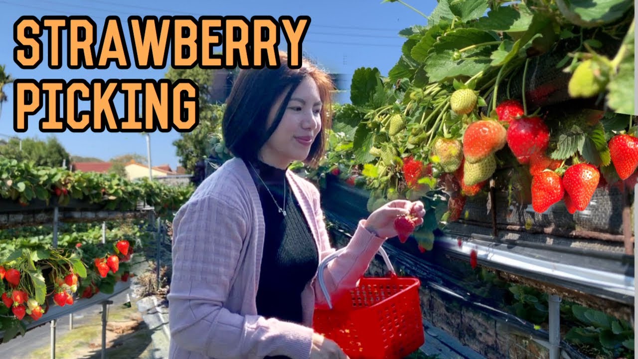 STRAWBERRY PICKING || TAIWAN
