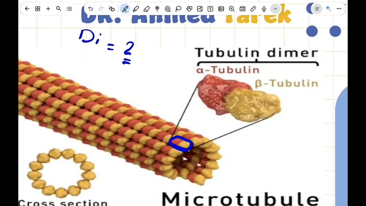 Cell organelles histology 2
