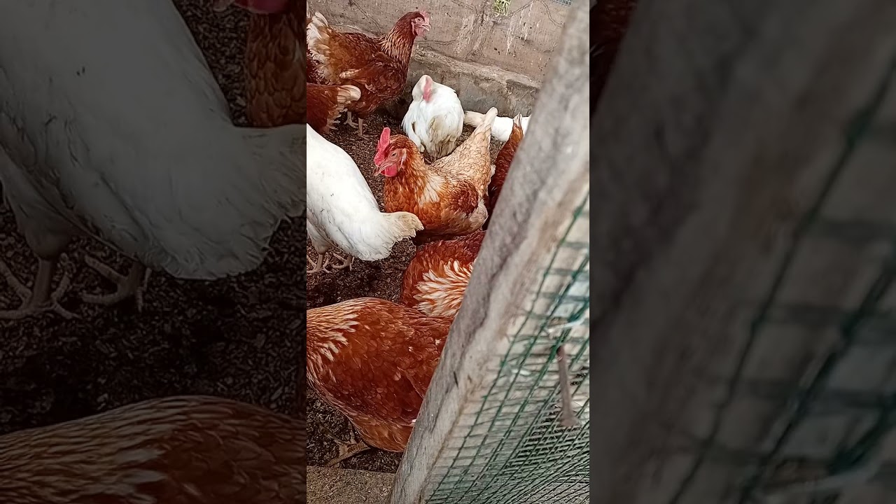 27 Week  4 Days Old Layer Chicks 