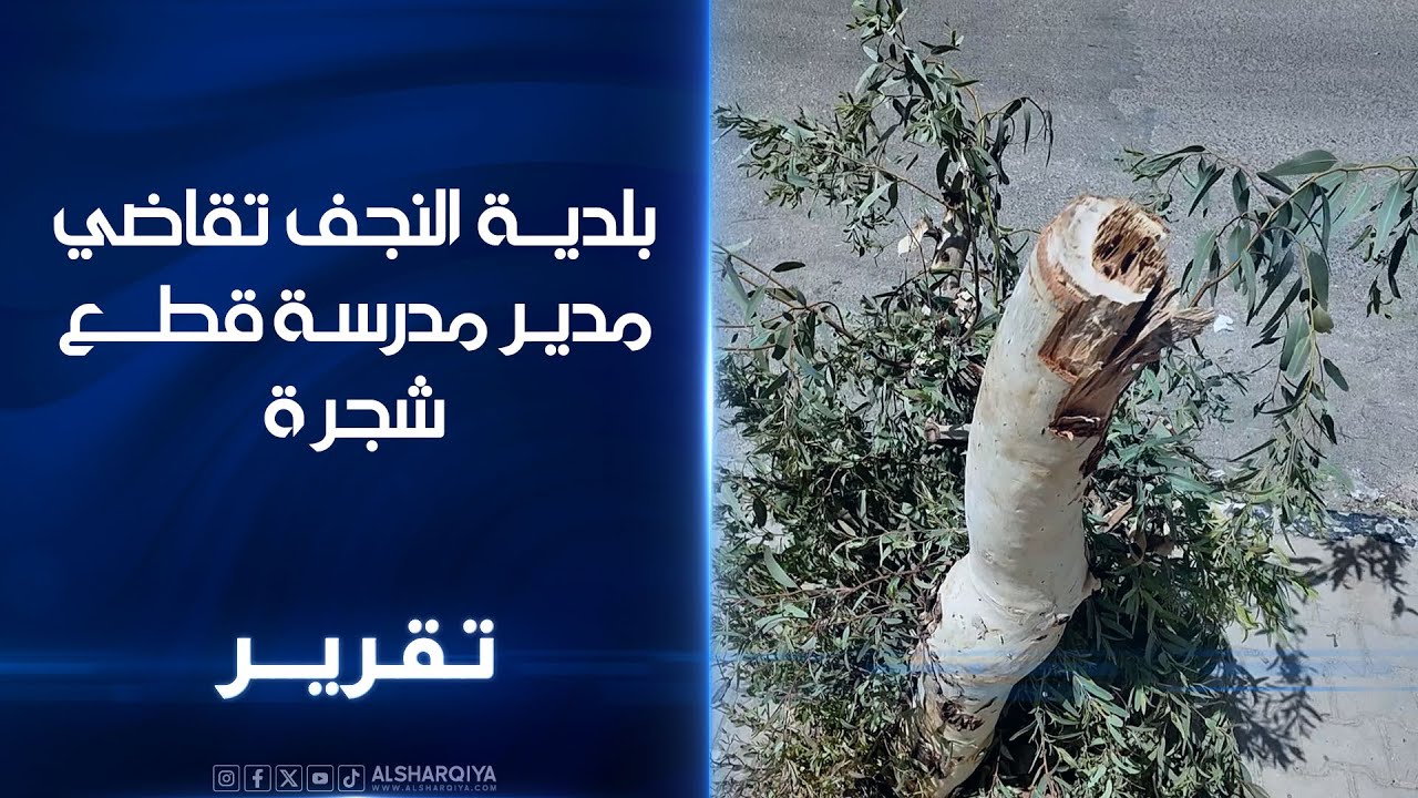 بلدية النجف تقاضي مدير مدرسة قطع شجرة
