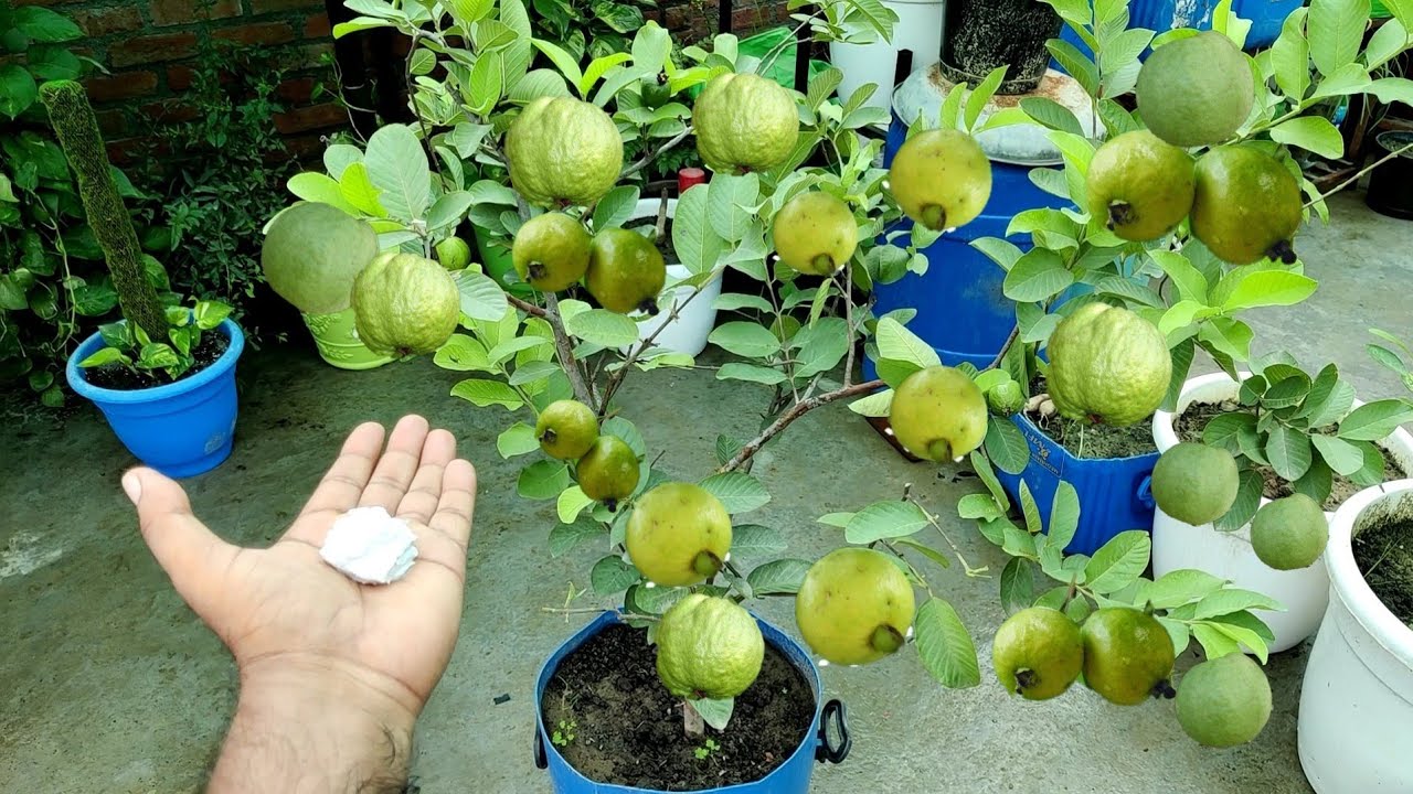 अमरुद के पौधे में एक बार यह चीज डाल दो इतने अमरुद आएंगे पड़ोसियों को बांटोगे