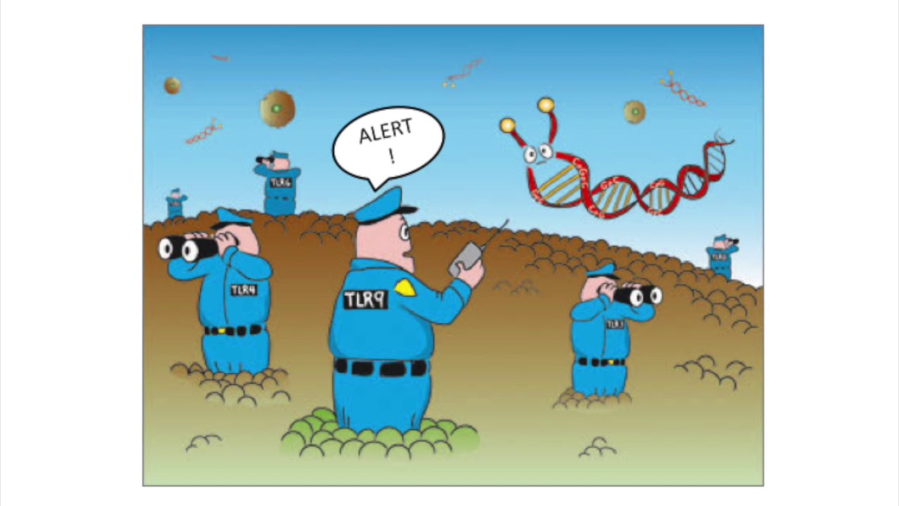 TLR 5 signaling pathway