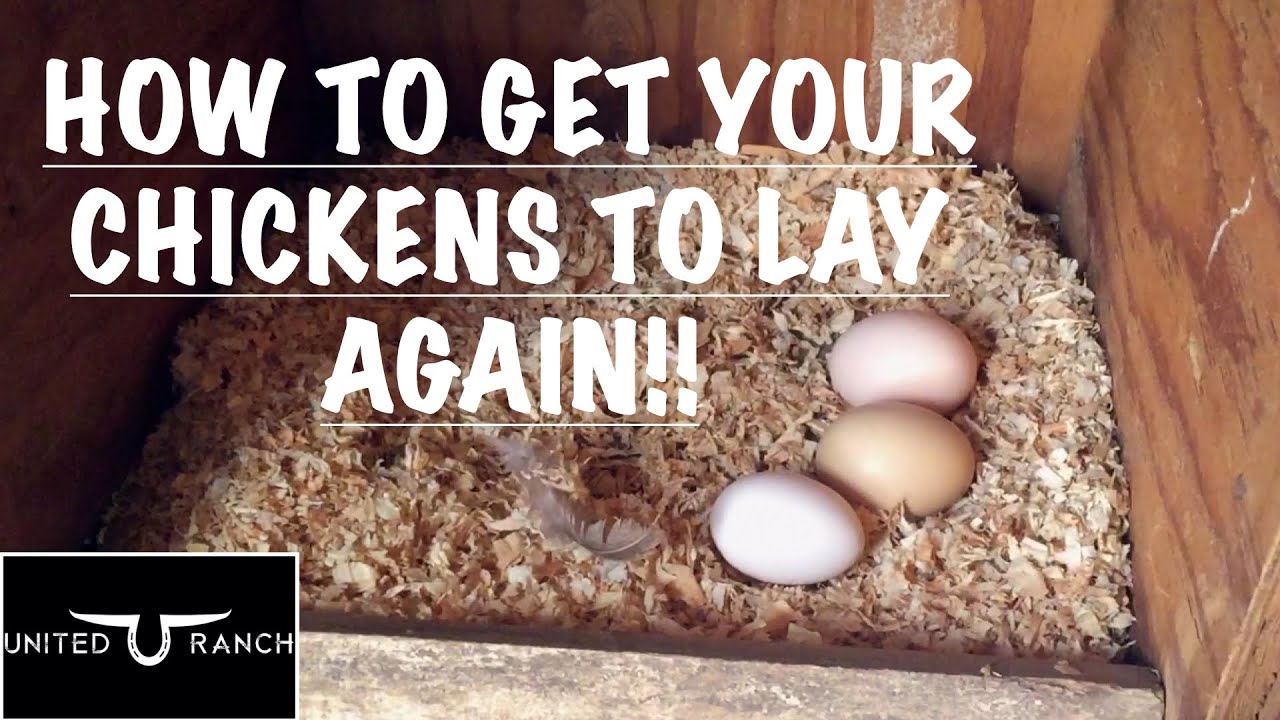 How To Get Your Chickens to Lay A Marvelous Egg Again!! (Part 1)