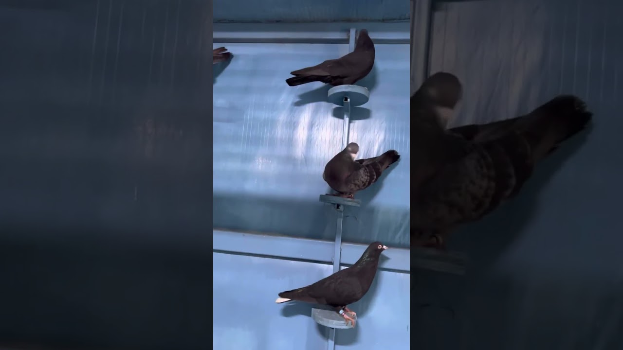 تفريخ حمام المعجل لم اللم