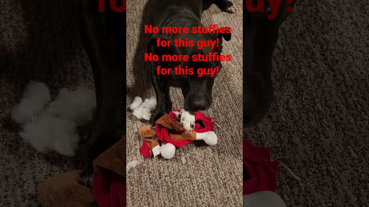 Dog Toys Destroyed 