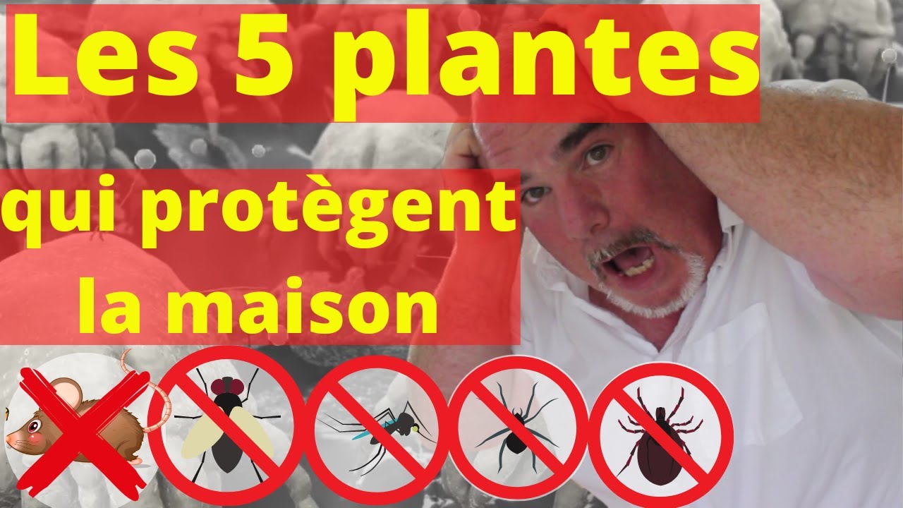 Plus de mouches, de souris... dans la maison avec les plantes