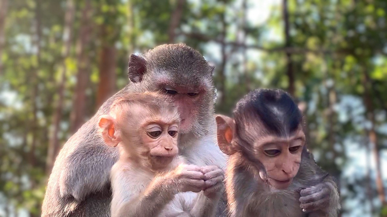 Beautiful Monkey Family are relaxing with natural #monkey #babymonkey