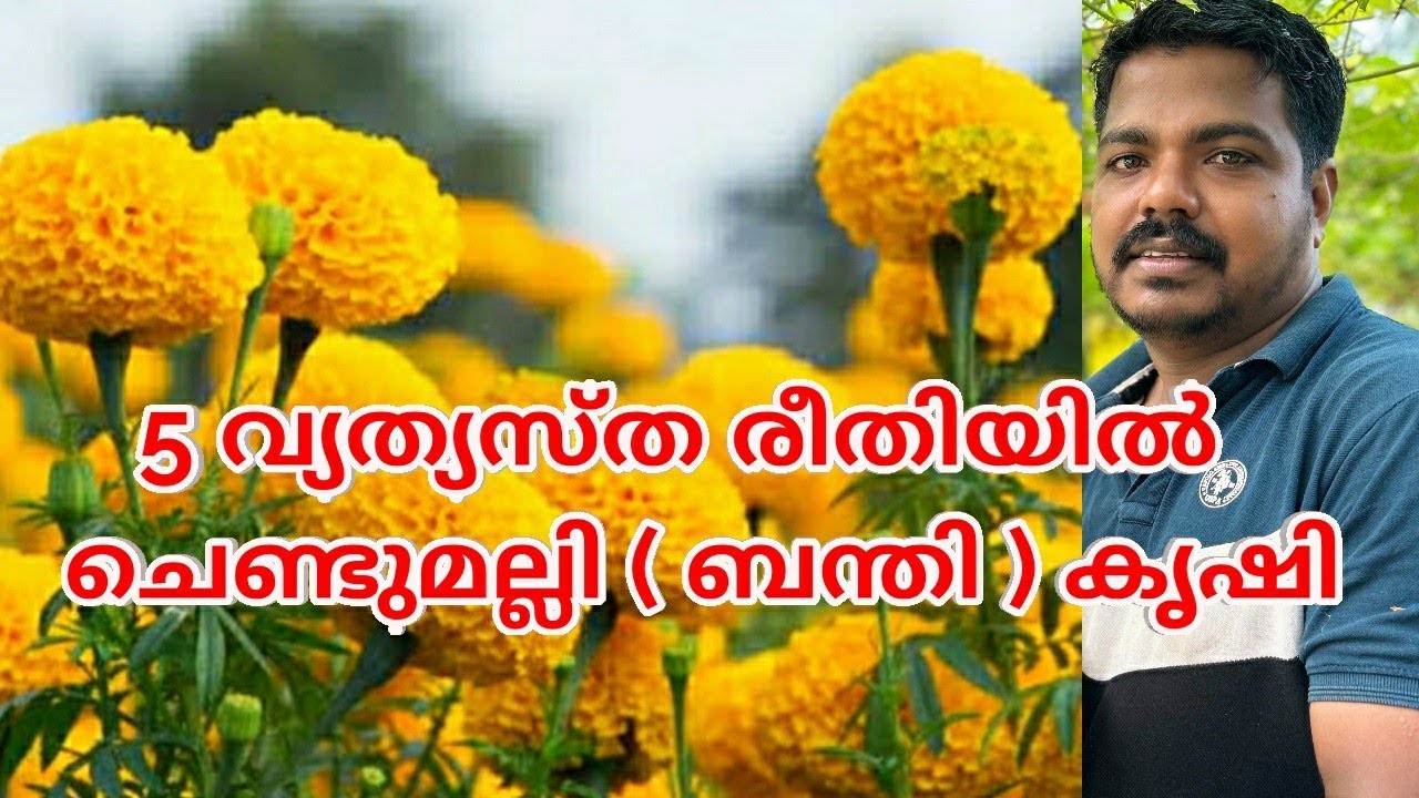 5 വ്യത്യസ്ത രീതിയിൽ ചെണ്ടുമല്ലി ( ബന്തി ) കൃഷി