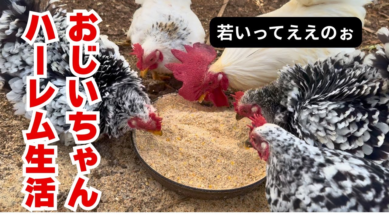 【チャボの日常】おじいちゃんチャボのウハウハなハーレム小屋が出来ました