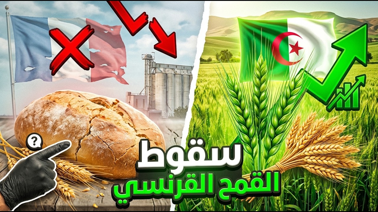نهاية الهيمنة.. لماذا طردت الجزائر القمح الفرنسي؟