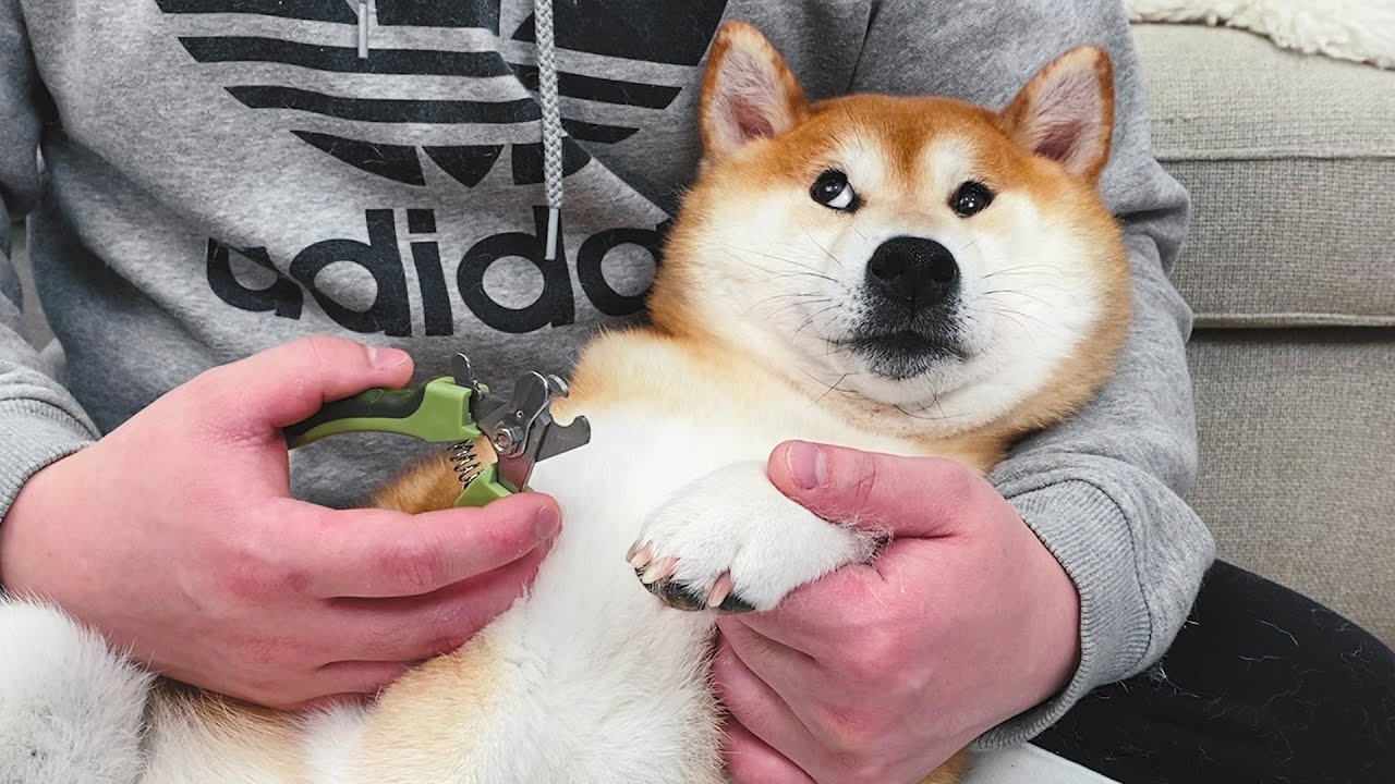 主人給狗狗剪指甲，柴犬一秒化身尖叫雞，這場面太混亂了！