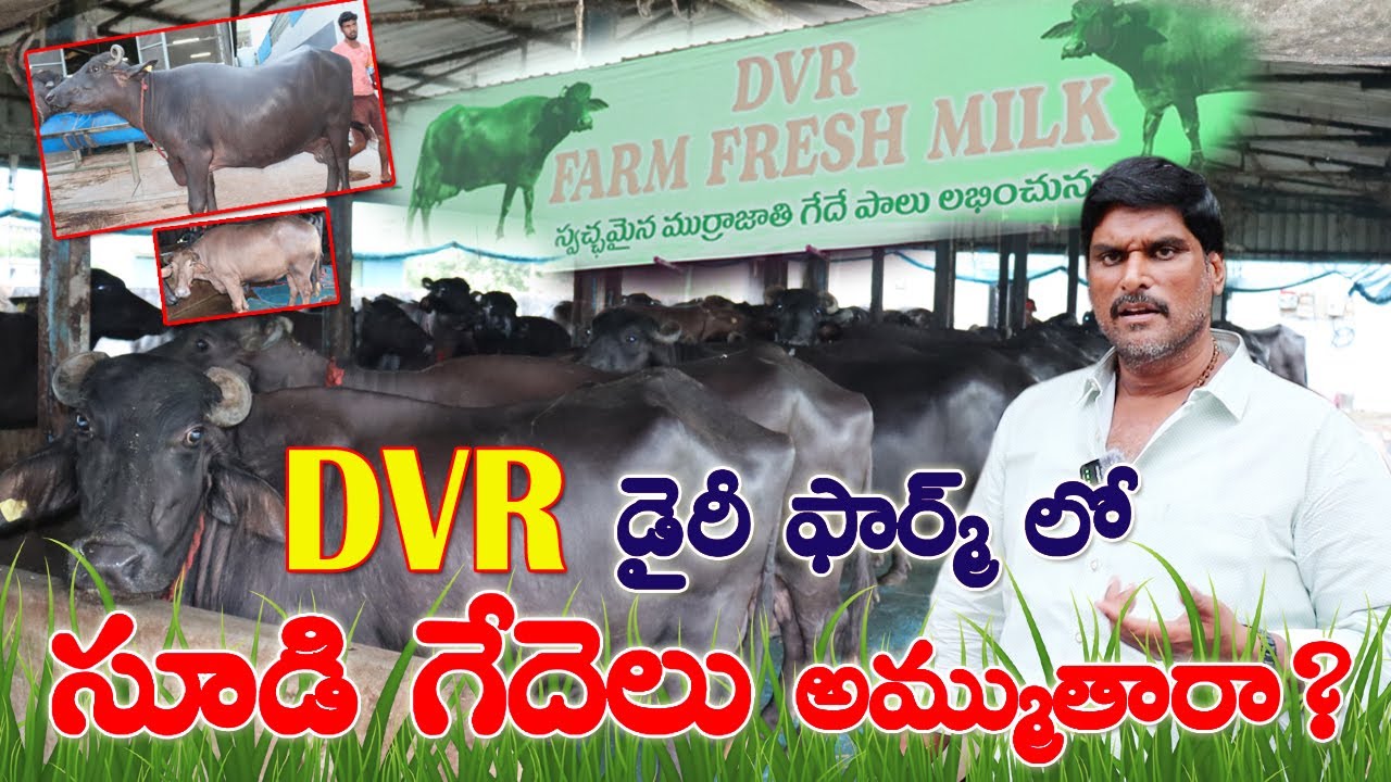 DVR డైరీ ఫార్మ్ లో సూడి గేదెలు అమ్ముతారా? Pregnent Buffaloes in DVR farms | Dheera Bull | CBNews