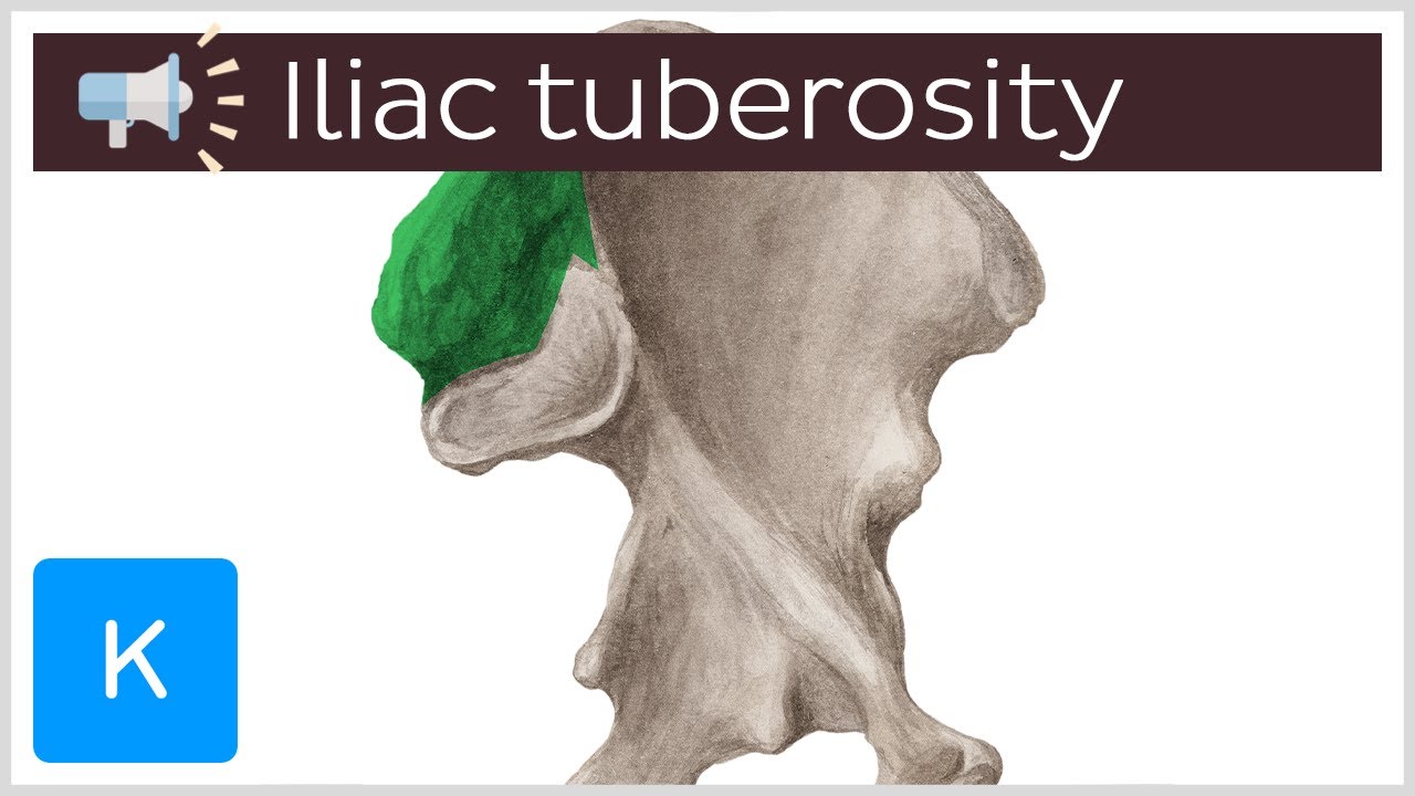 Iliac tuberosity | Anatomical Terms Pronunciation by Kenhub
