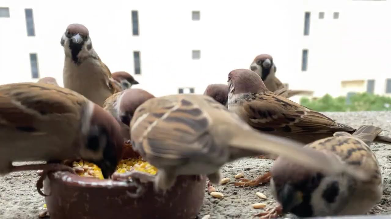 Hungry Sparrows, Calm Feeding on a Quiet Morning