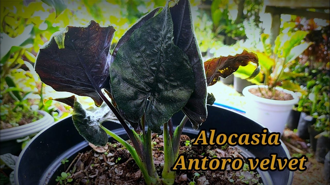 alocasia antoro velvet, alocasia unik dan menarik